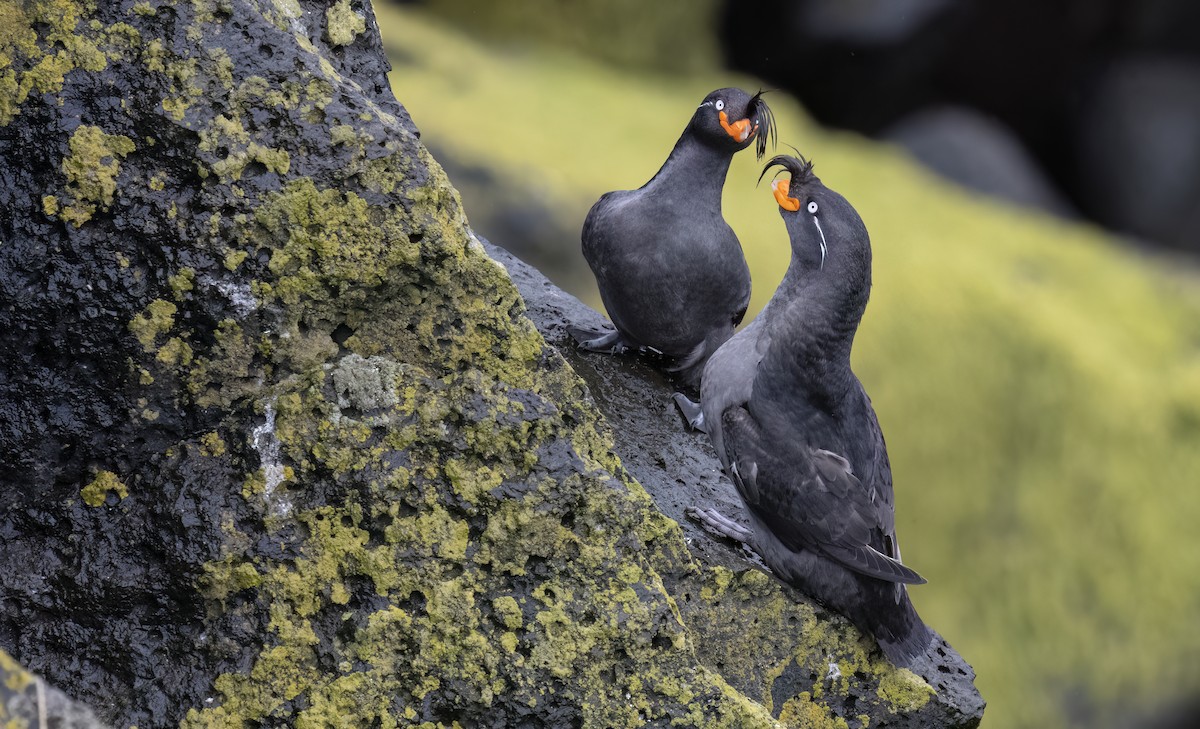 Crested Auklet - ML620331523