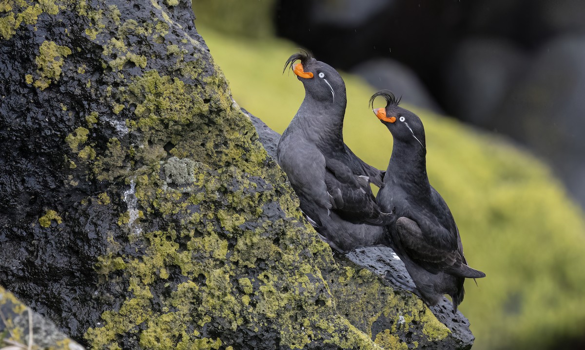 Crested Auklet - ML620331524