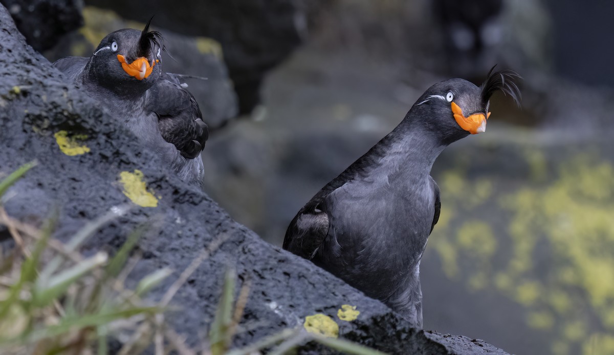 Crested Auklet - ML620331527