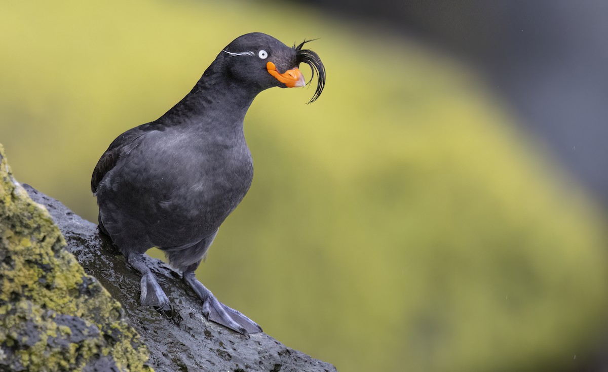 Crested Auklet - George Armistead | Hillstar Nature