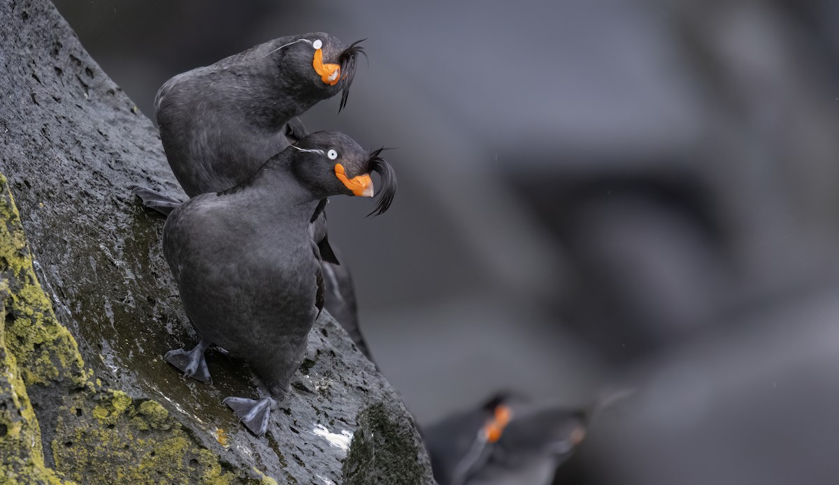 Crested Auklet - ML620331533