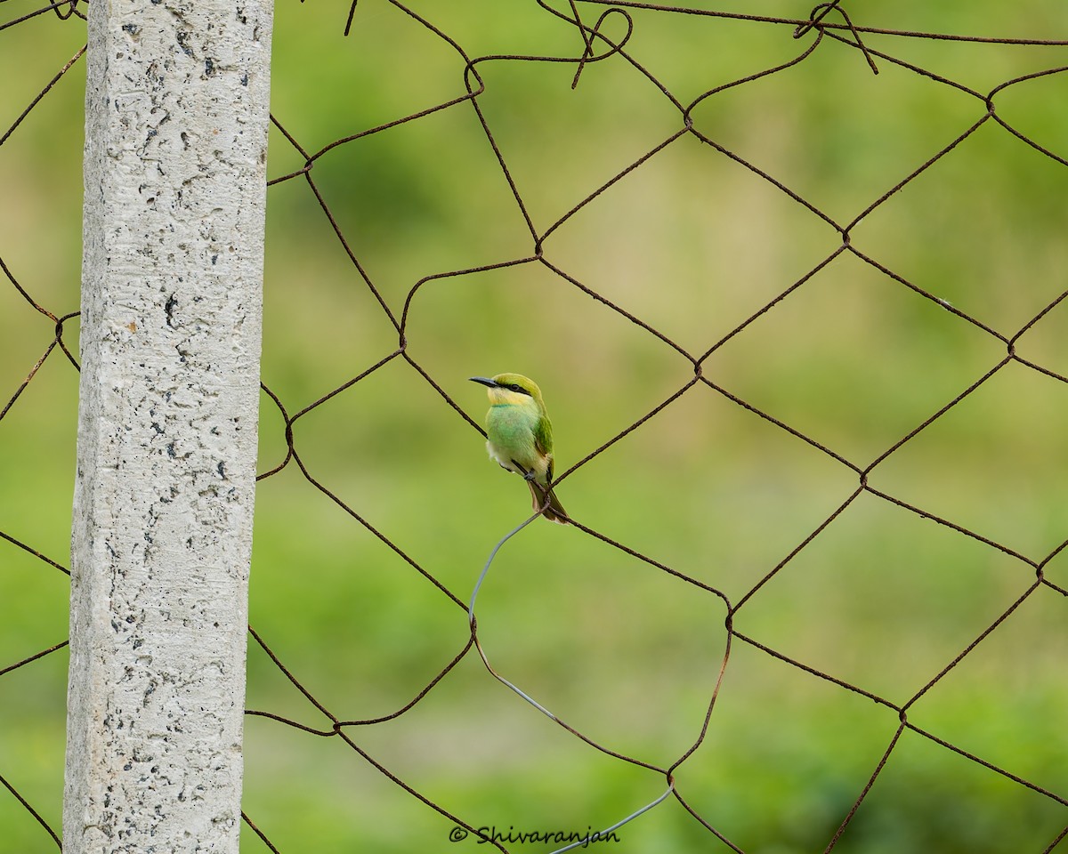 Asian Green Bee-eater - ML620331536