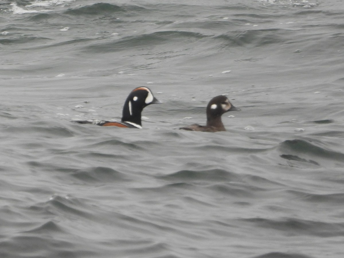 Harlequin Duck - Judy Matsuoka