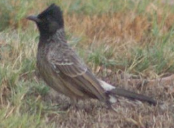 Red-vented Bulbul - ML620331547