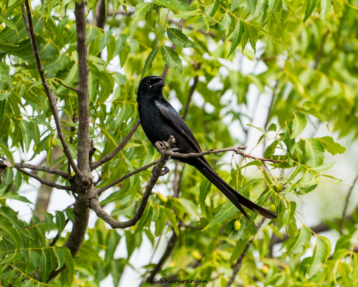 Black Drongo - ML620331559