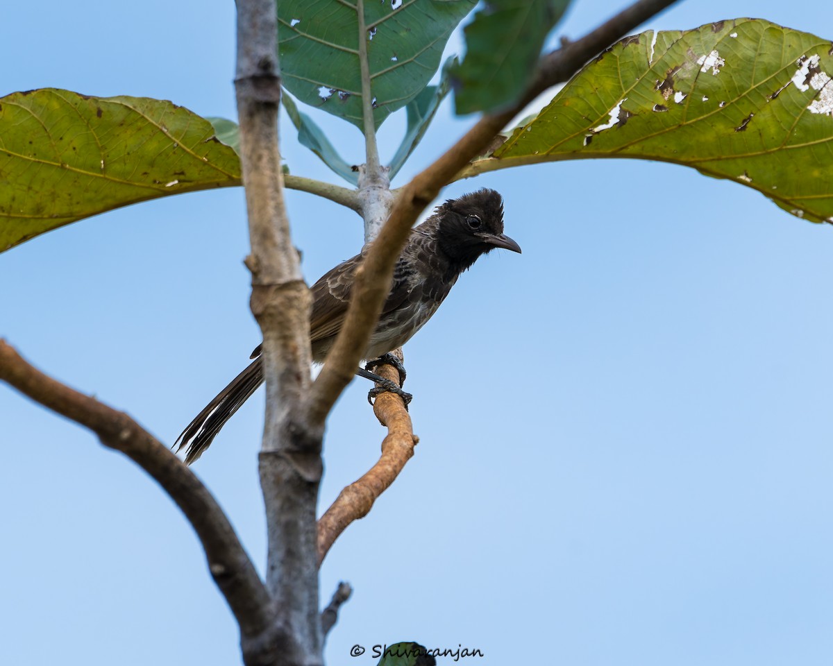 Red-vented Bulbul - ML620331565