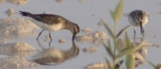 Broad-billed Sandpiper - ML620331566