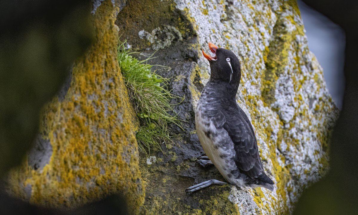 Parakeet Auklet - ML620331567