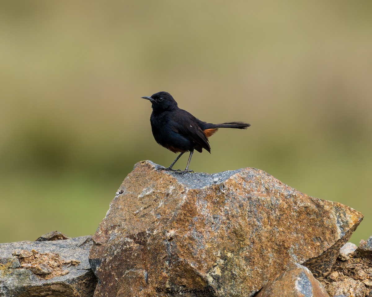 Indian Robin - ML620331570