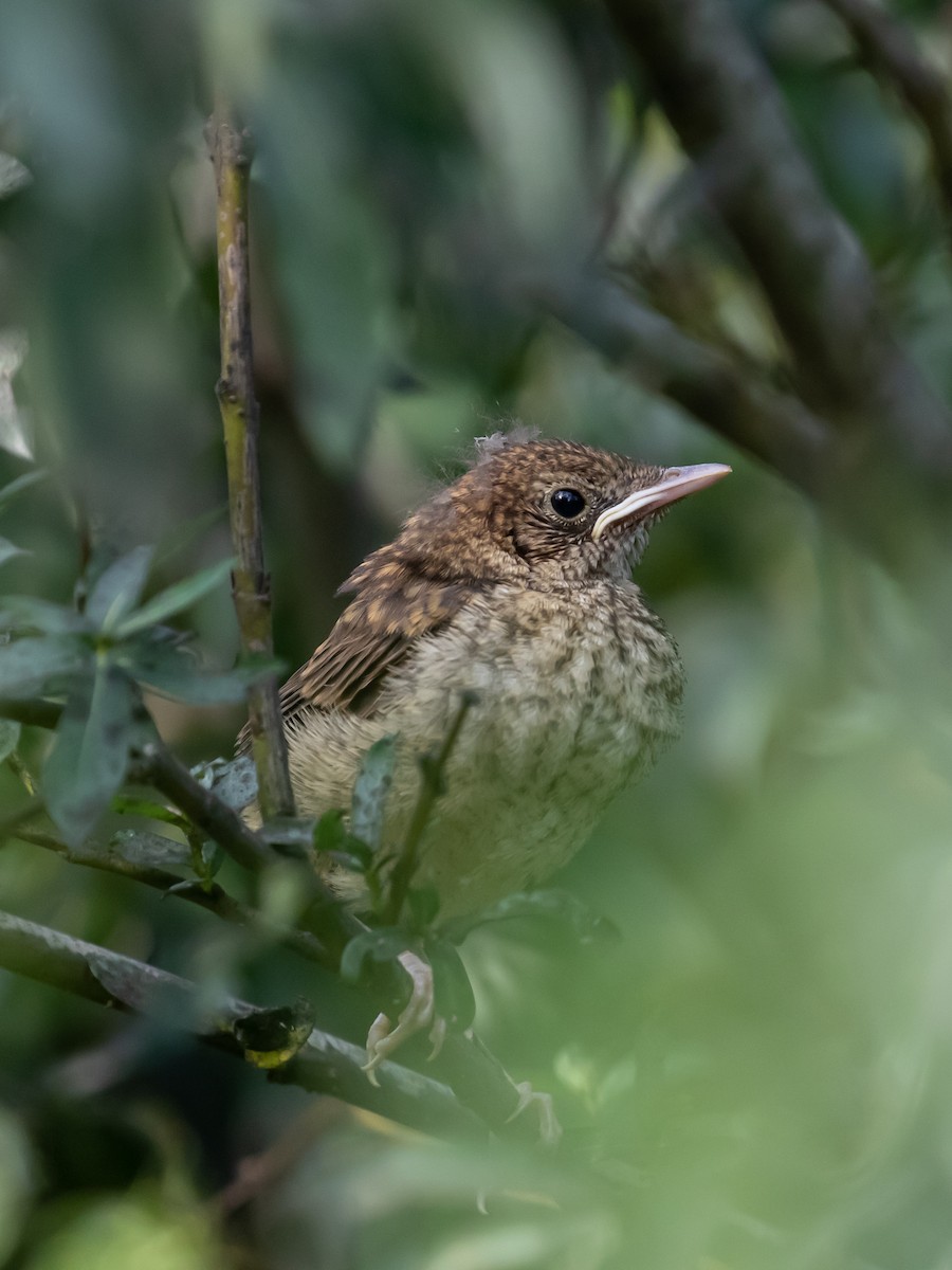 European Robin - ML620331584