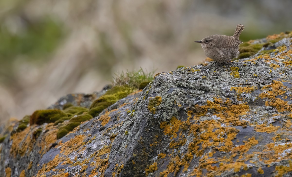 Pacific Wren (alascensis Group) - ML620331593