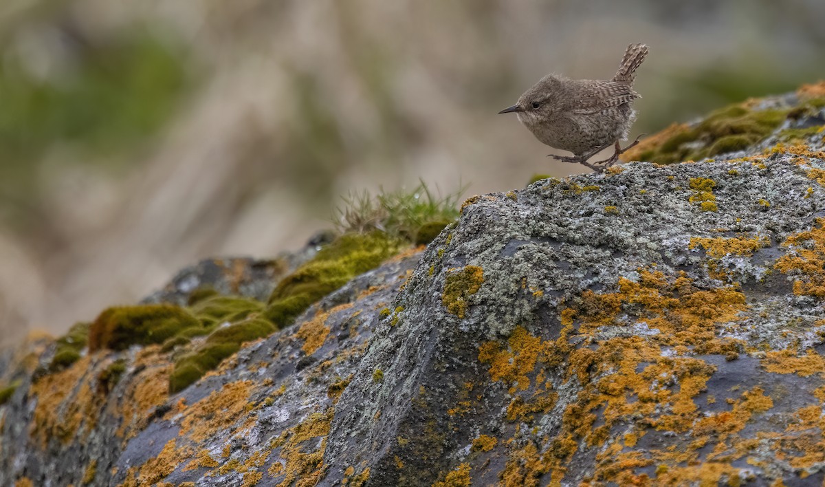 Pacific Wren (alascensis Group) - ML620331594