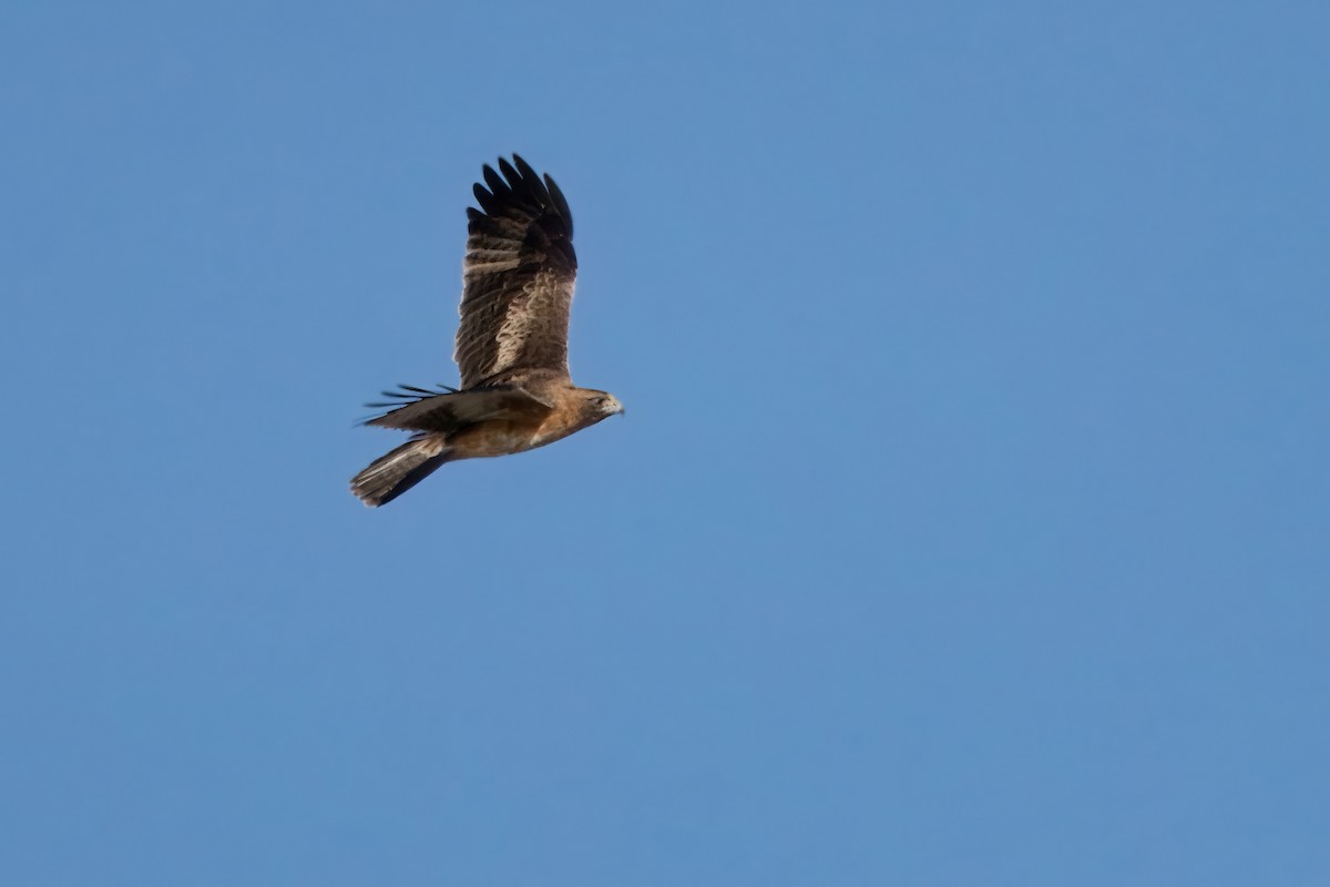 Águila Chica - ML620331618