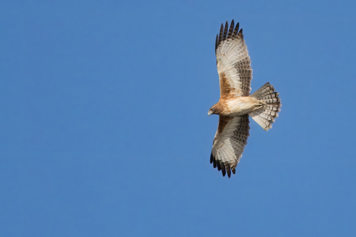 Águila Chica - ML620331619