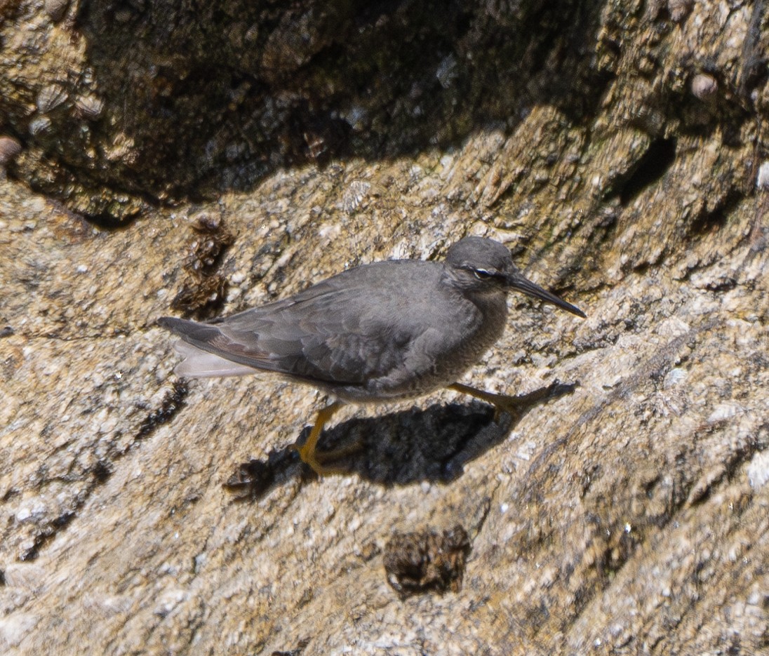 Wandering Tattler - ML620331625