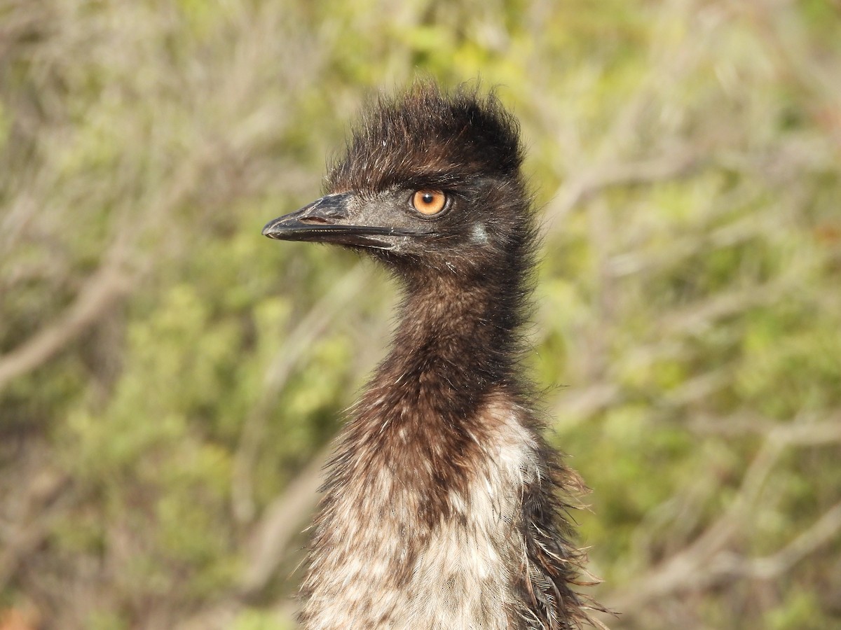 emu hnědý - ML620331626