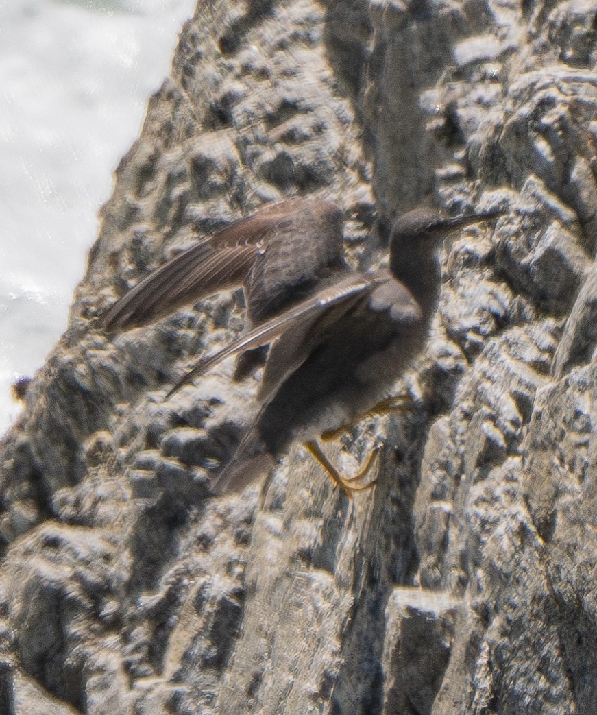 Wandering Tattler - ML620331635