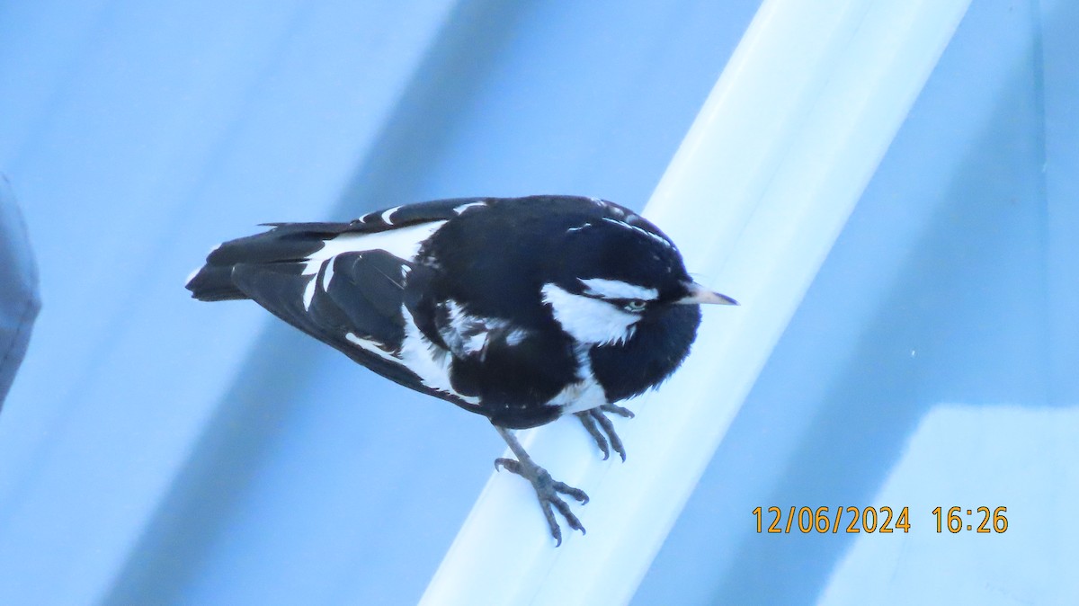 Magpie-lark - ML620331637