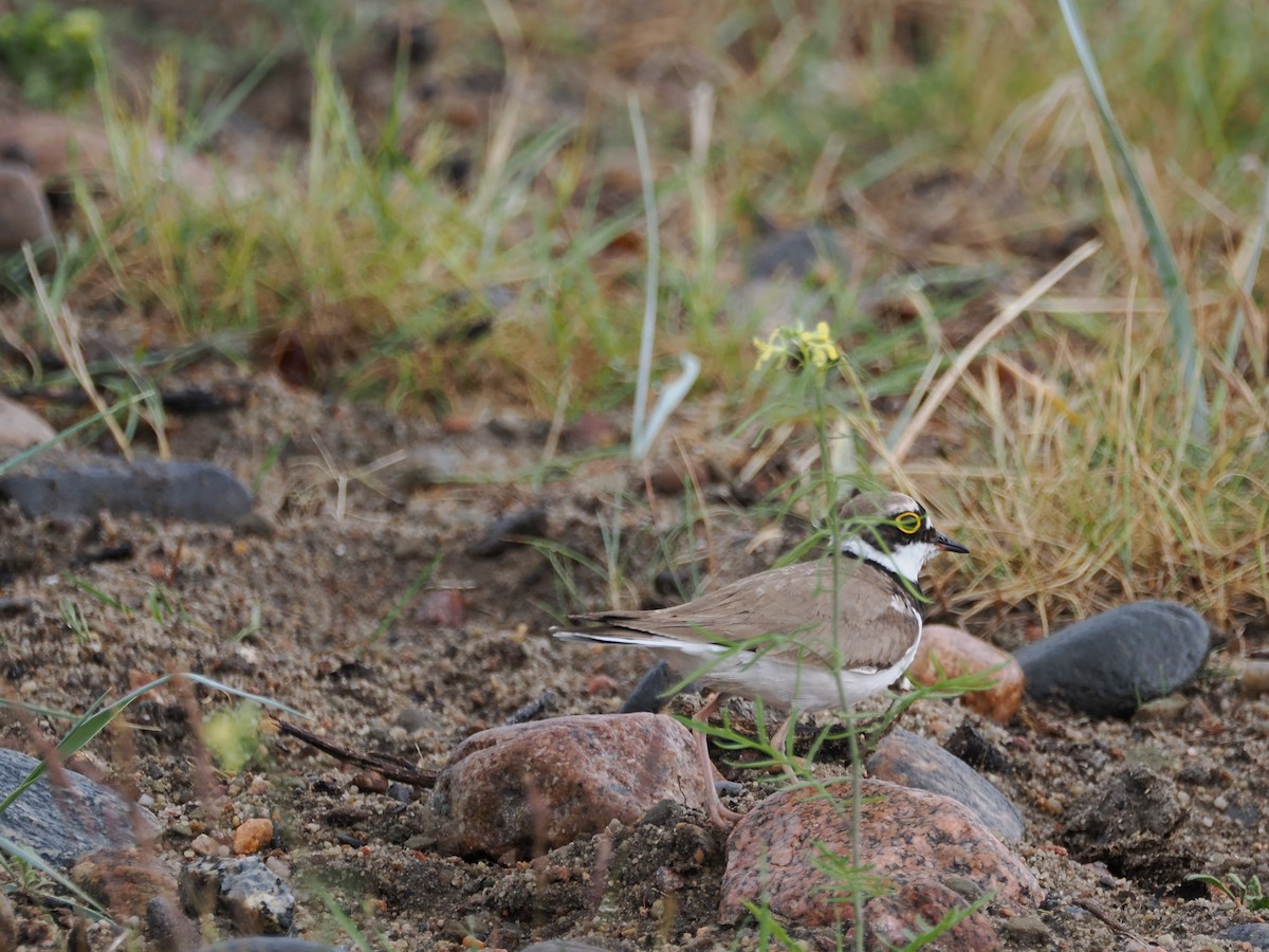 Little Ringed Plover - ML620331639