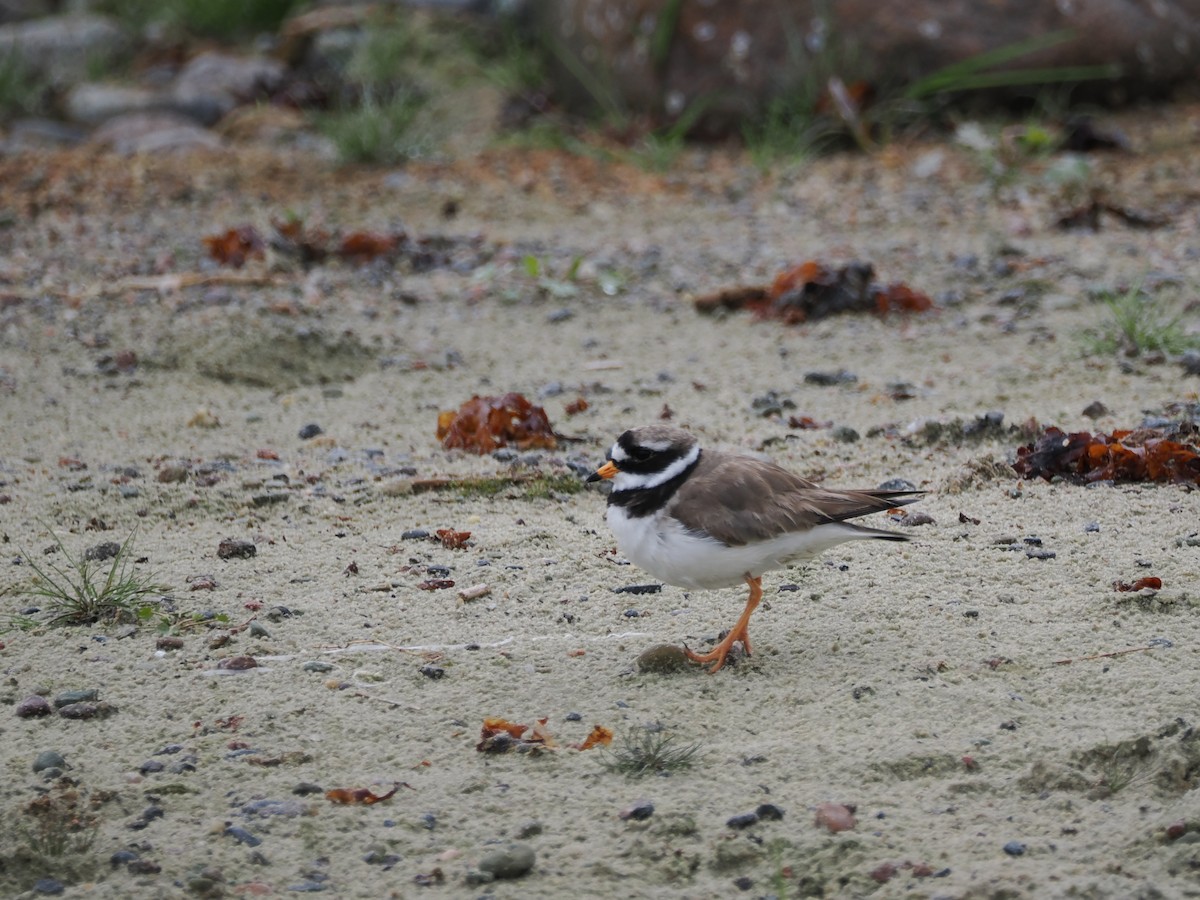 Common Ringed Plover - ML620331642