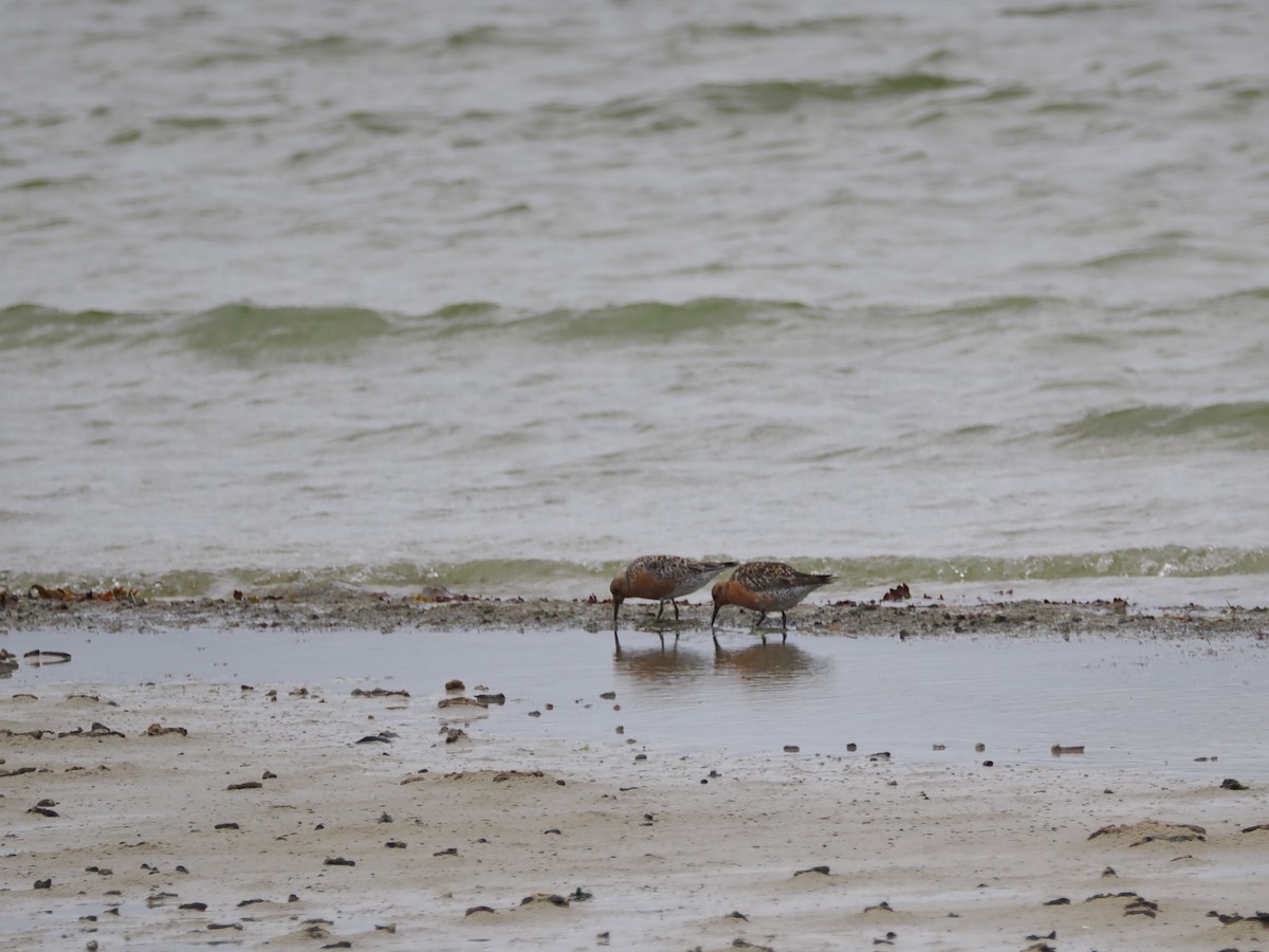 Red Knot - Nicolás Tamargo de Eguren