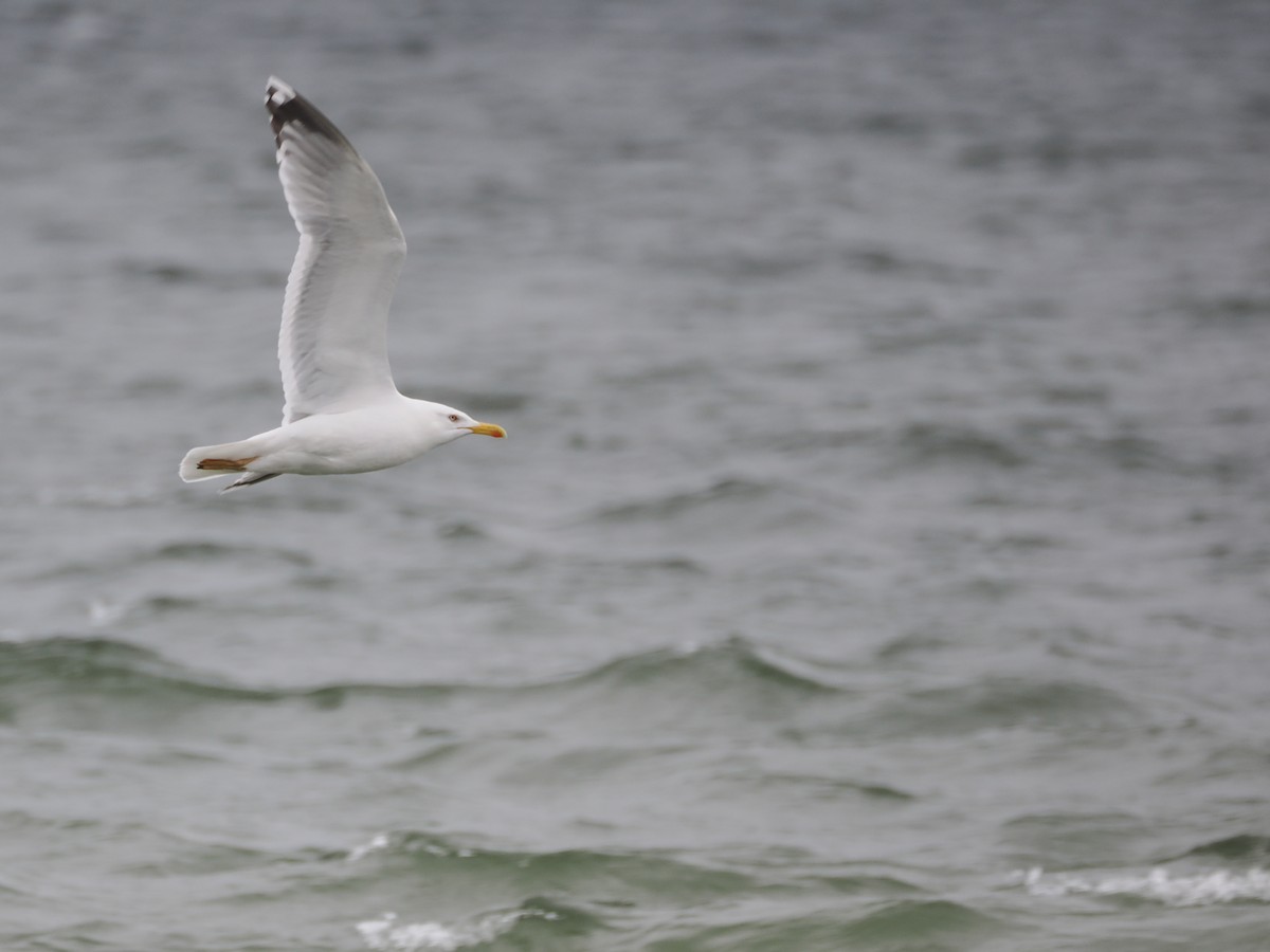 Gaviota Argéntea - ML620331657