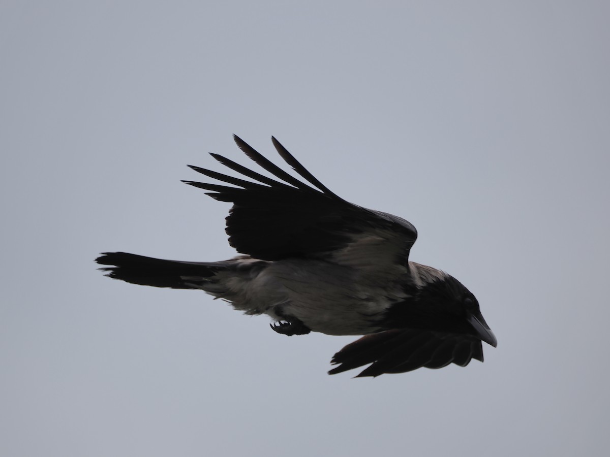 Hooded Crow - ML620331669