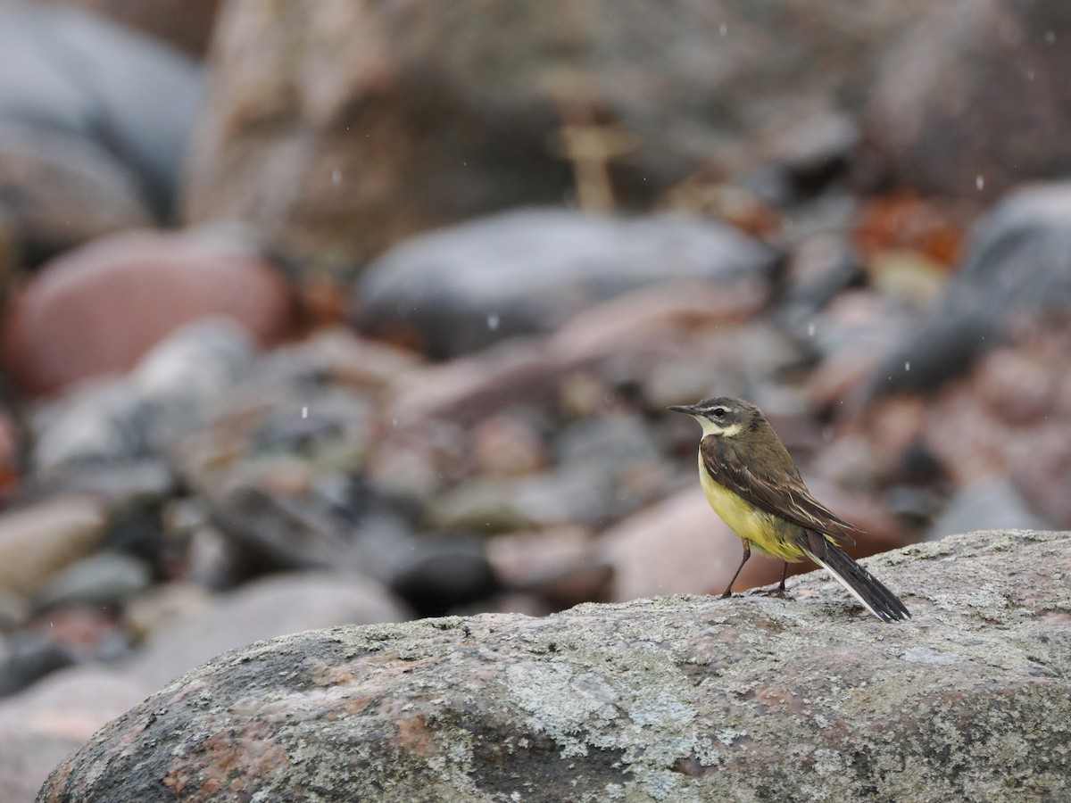 Western Yellow Wagtail - ML620331676