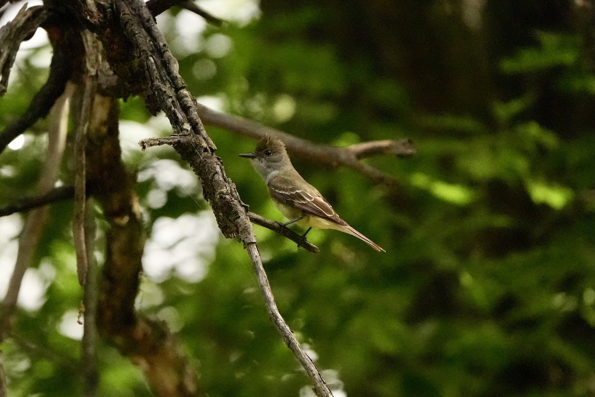 Great Crested Flycatcher - ML620331677