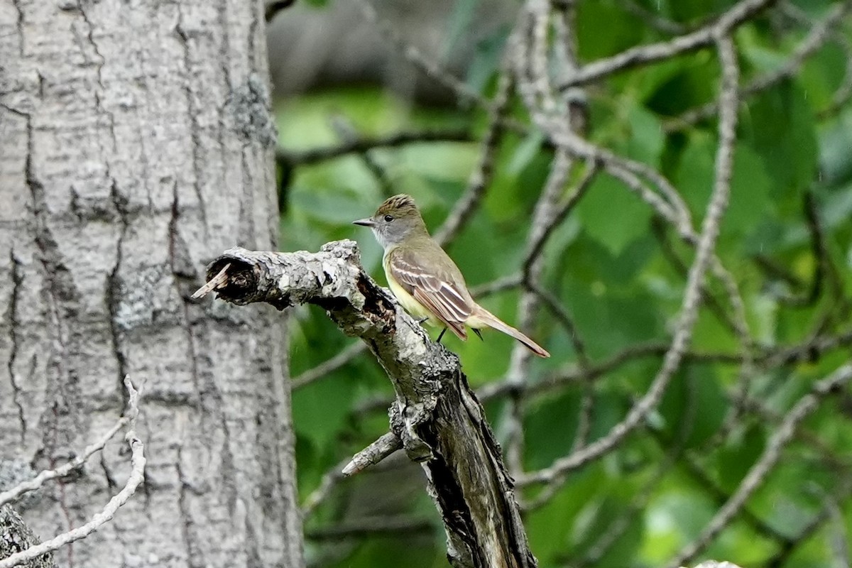 Great Crested Flycatcher - ML620331678