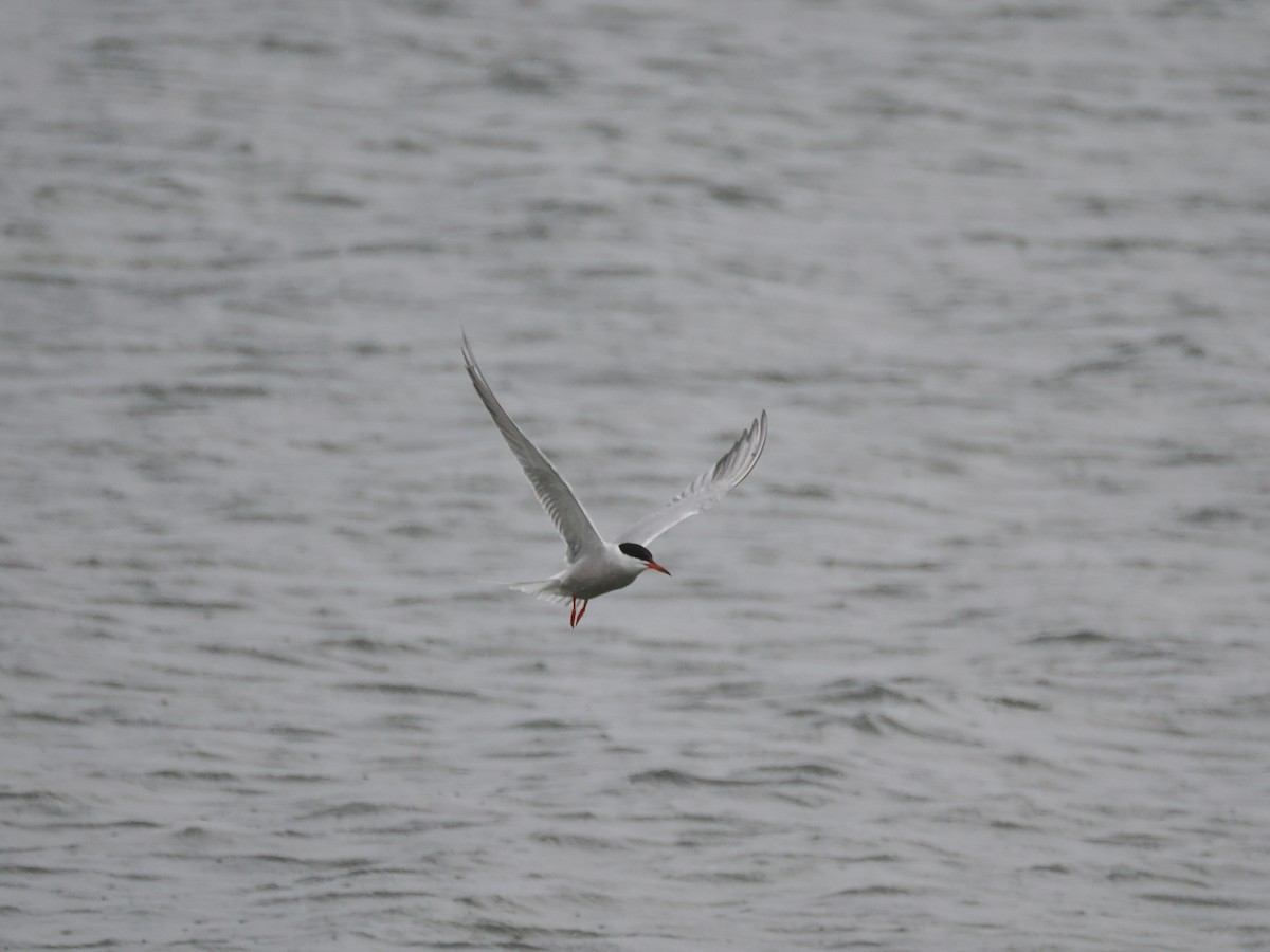 Common Tern - ML620331687