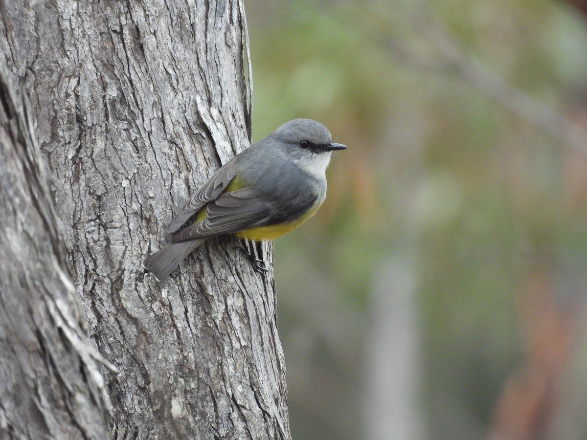 Western Yellow Robin - ML620331693