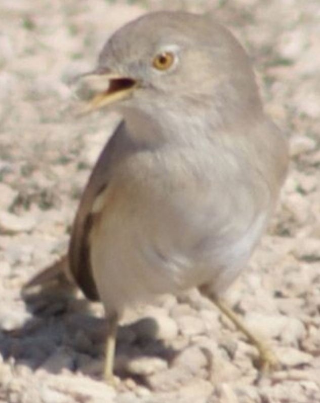 Asian Desert Warbler - ML620331697