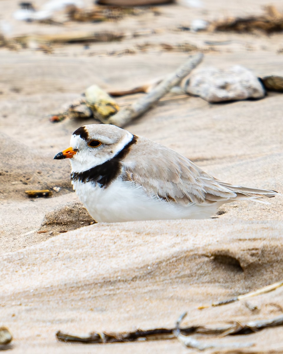 Piping Plover - ML620331701