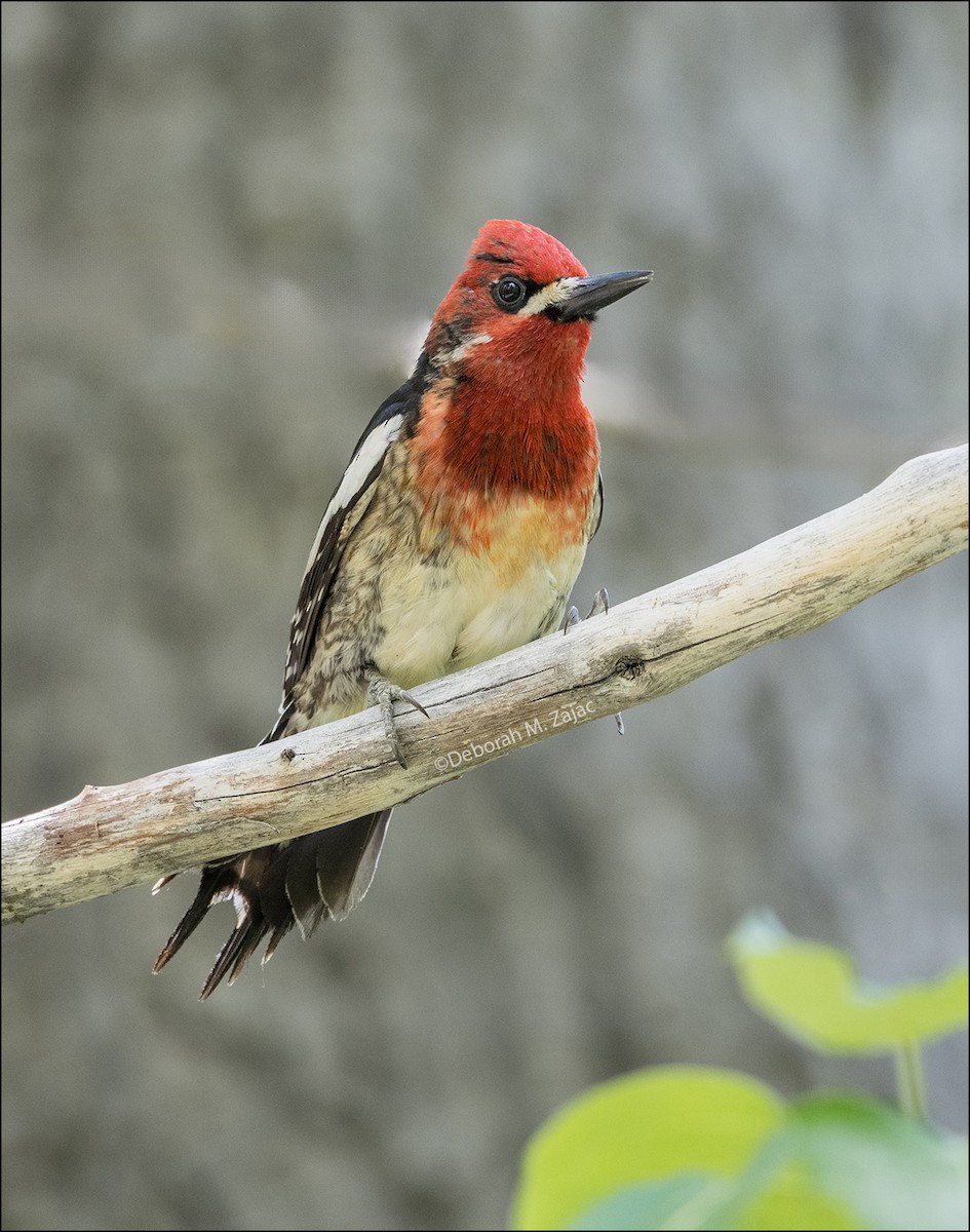 Red-breasted Sapsucker - ML620331702
