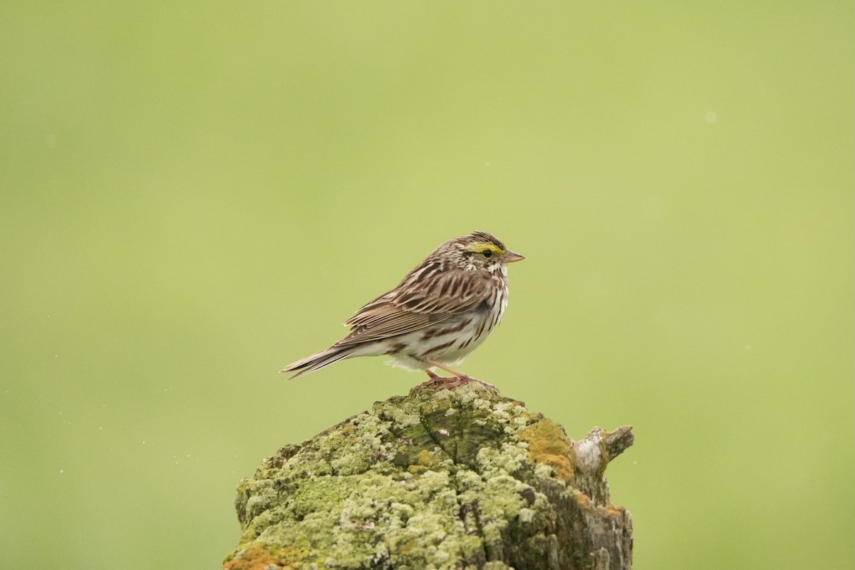 Savannah Sparrow - ML620331703