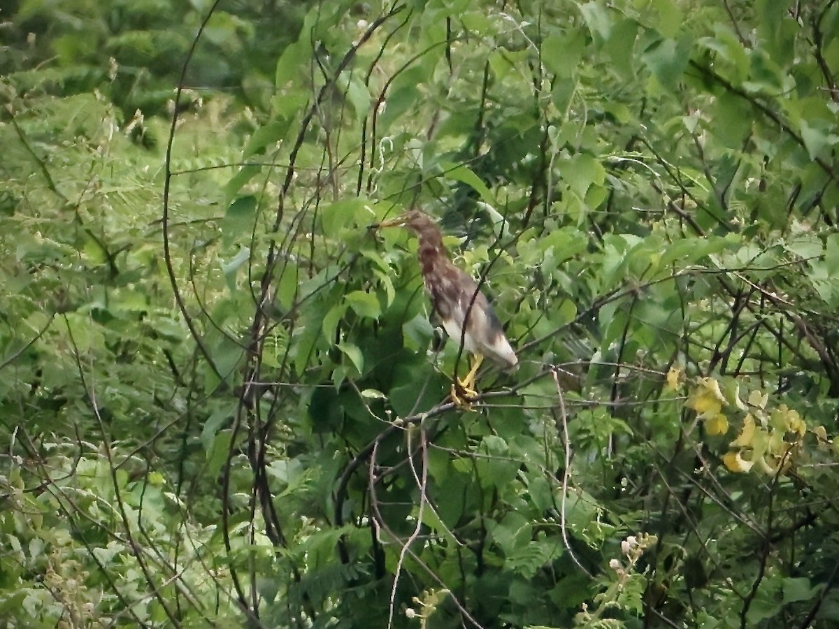 Chinese Pond-Heron - ML620331711