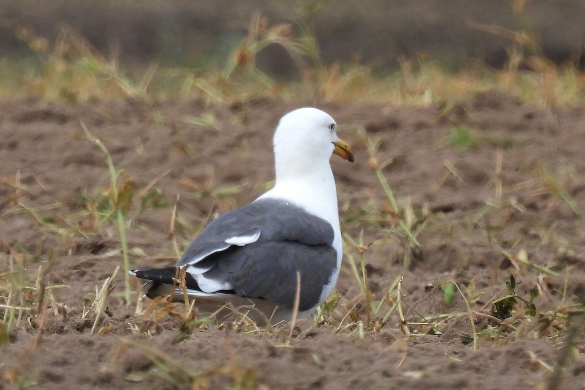 Gaviota Sombría - ML620331713