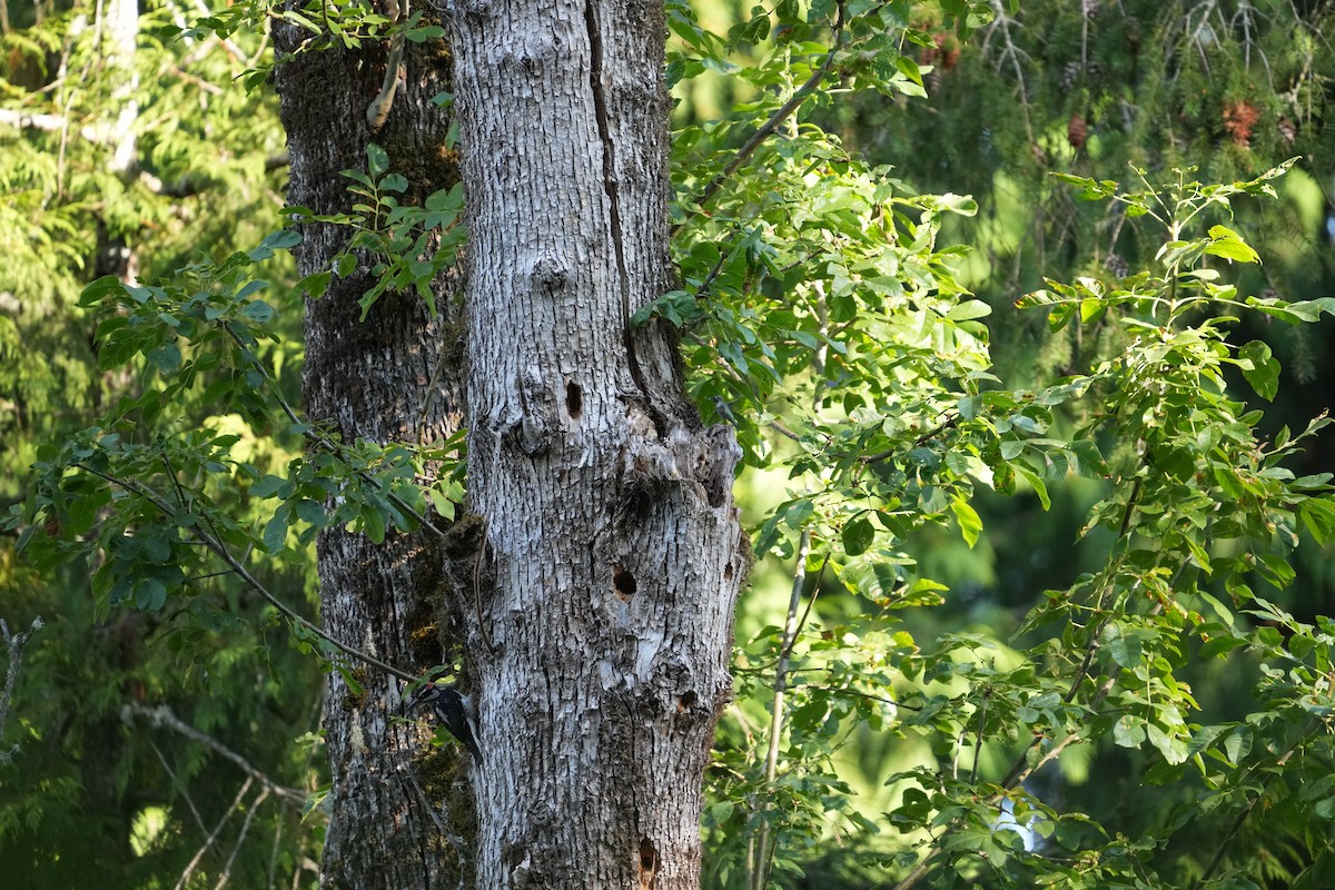 Anna's Hummingbird - ML620331717