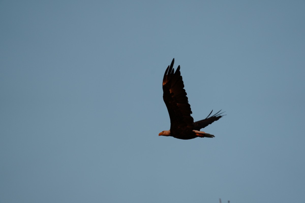 Bald Eagle - ML620331718