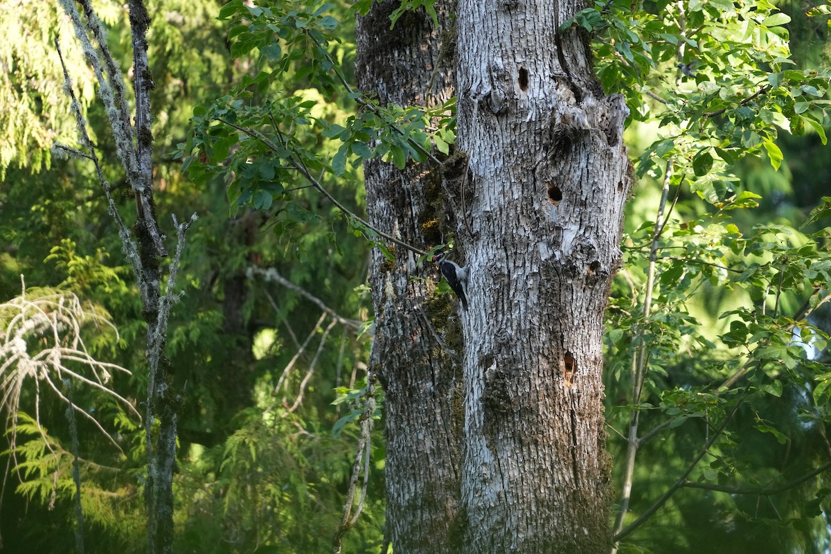 Hairy Woodpecker - ML620331719