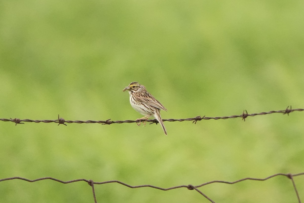 Savannah Sparrow - ML620331725