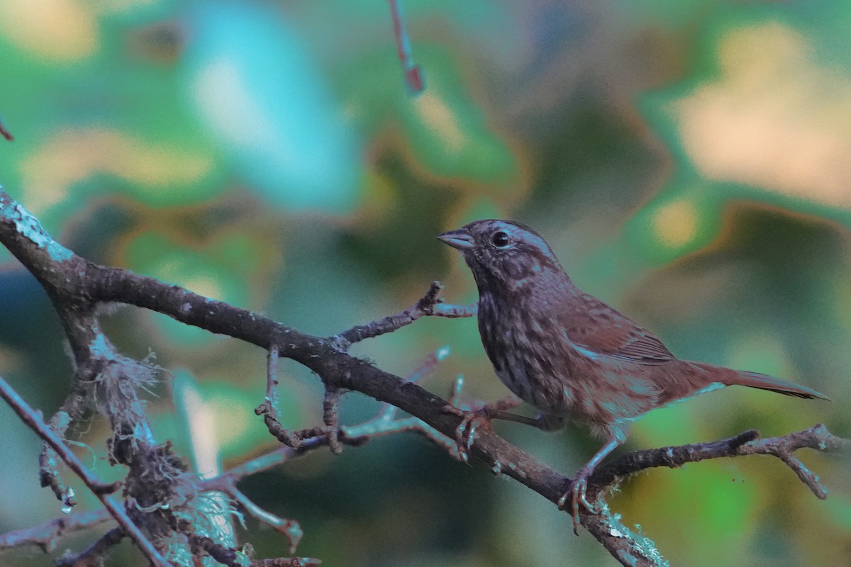 Song Sparrow - ML620331726