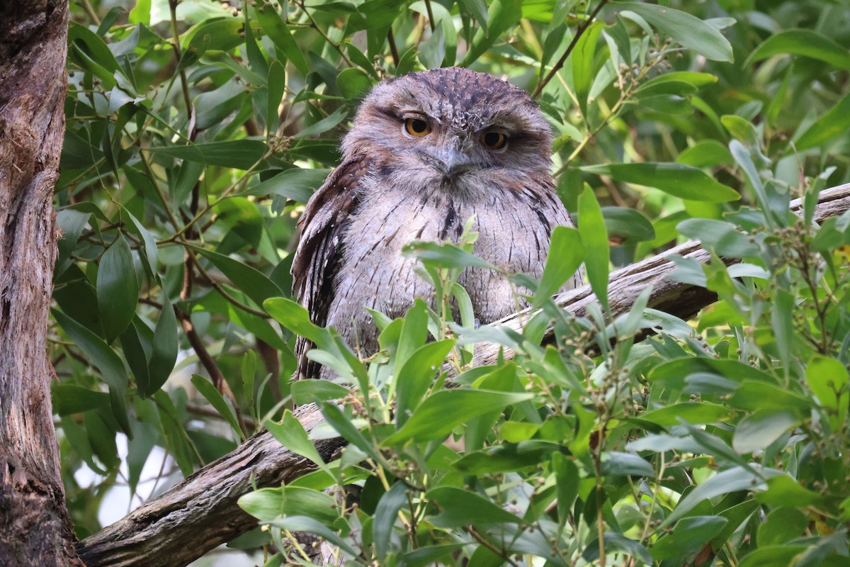 Tawny Frogmouth - ML620331731