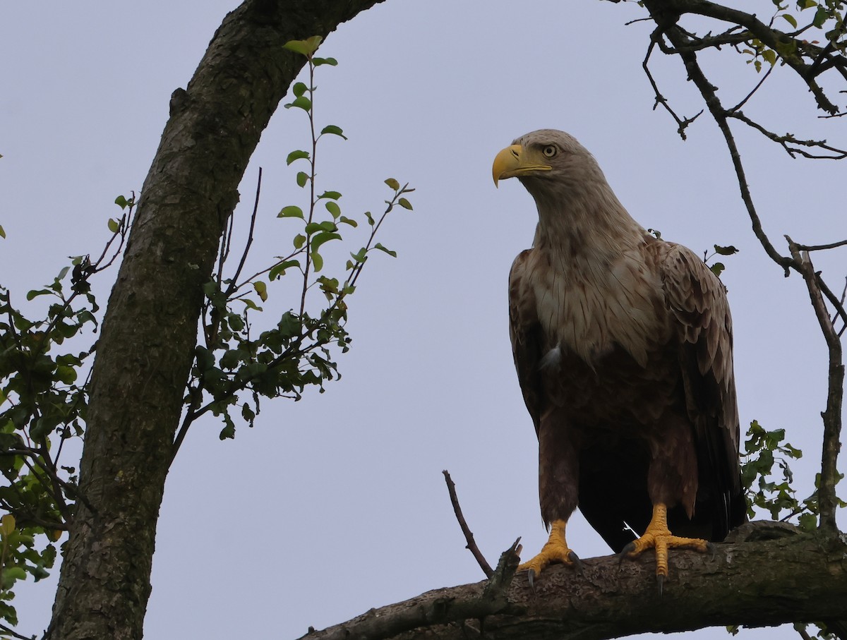 White-tailed Eagle - ML620331737