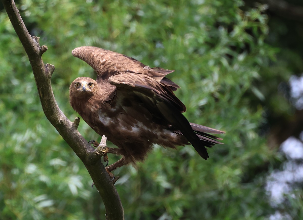 Lesser Spotted Eagle - ML620331741