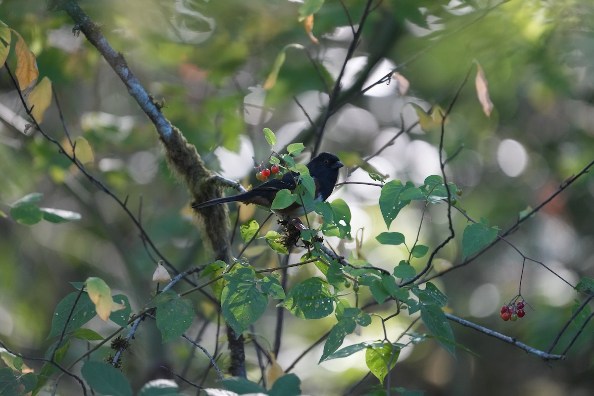 Spotted Towhee - ML620331742