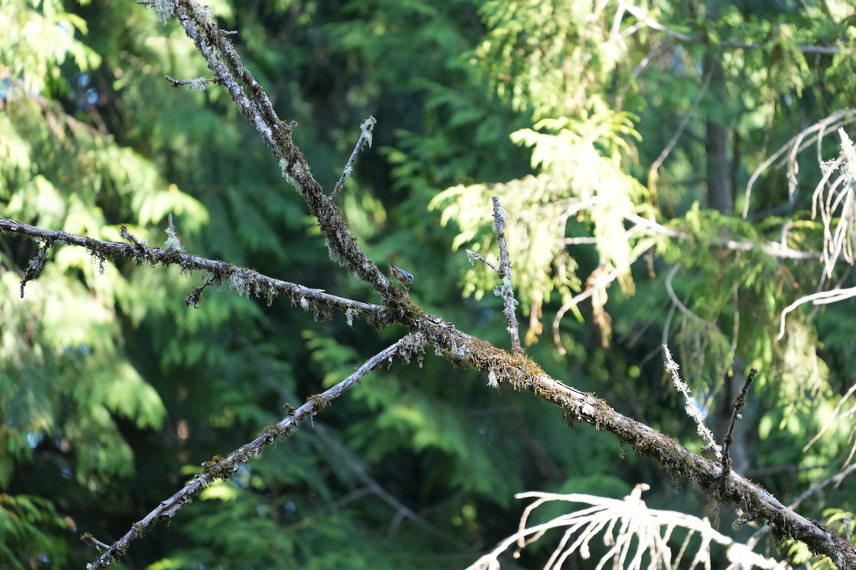 Red-breasted Nuthatch - ML620331745