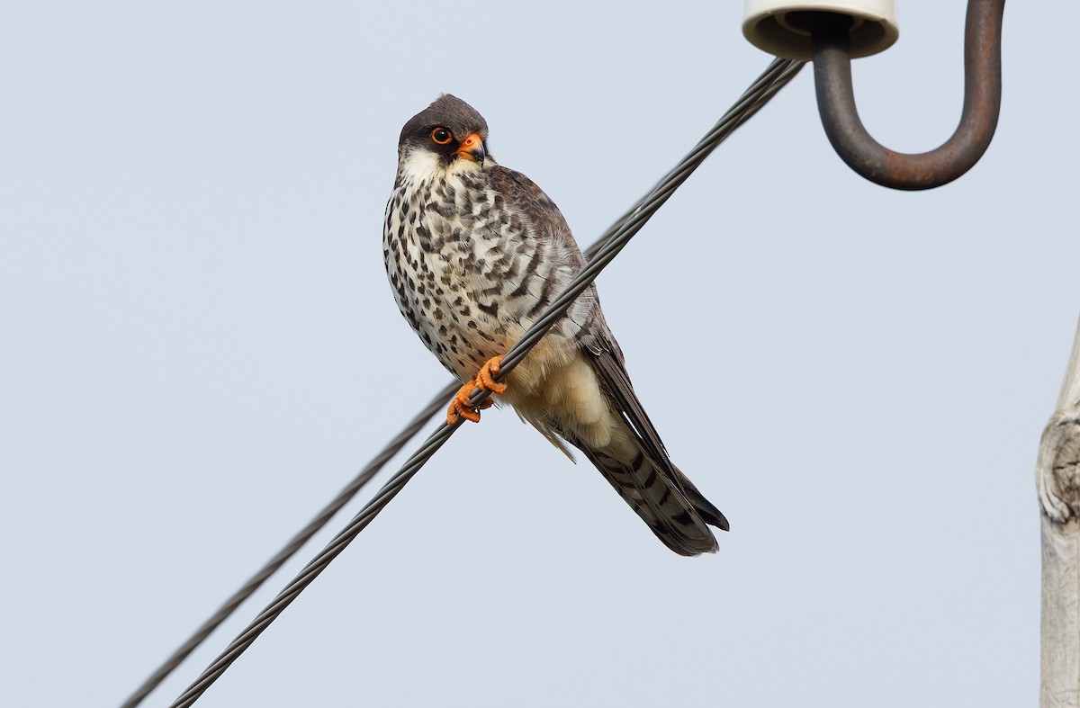 Amur Falcon - ML620331757