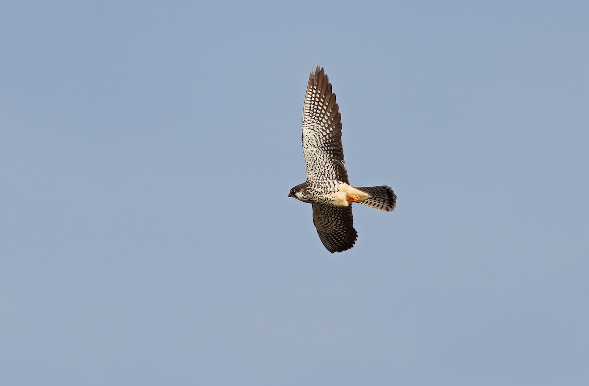 Amur Falcon - ML620331758